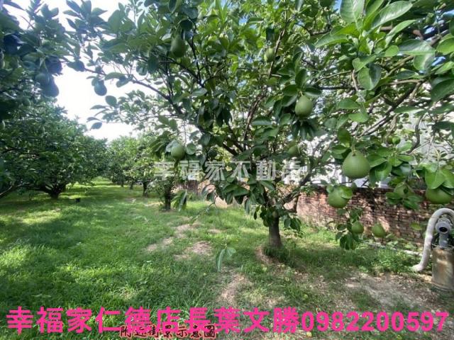 麻豆農地-9