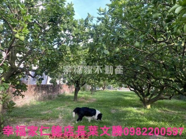 麻豆農地-0