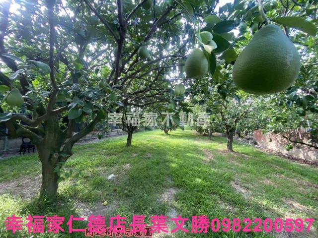 麻豆農地-7
