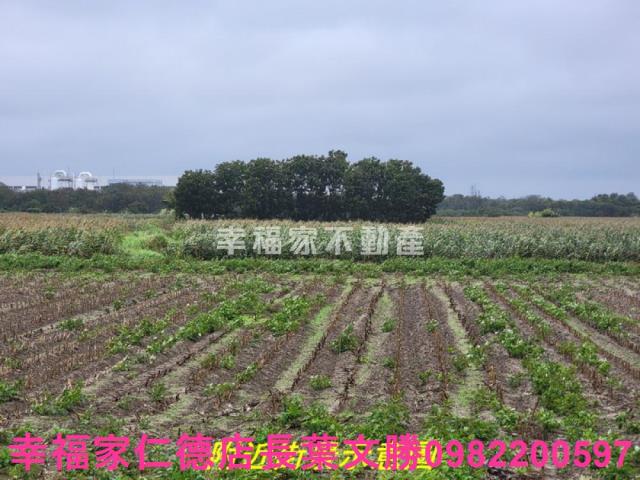新市農地-4
