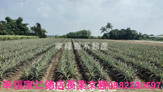 善化農地-4