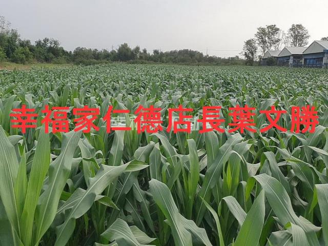 台南西港農地-4