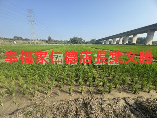官田農地-5