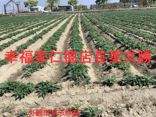 善化農地-5