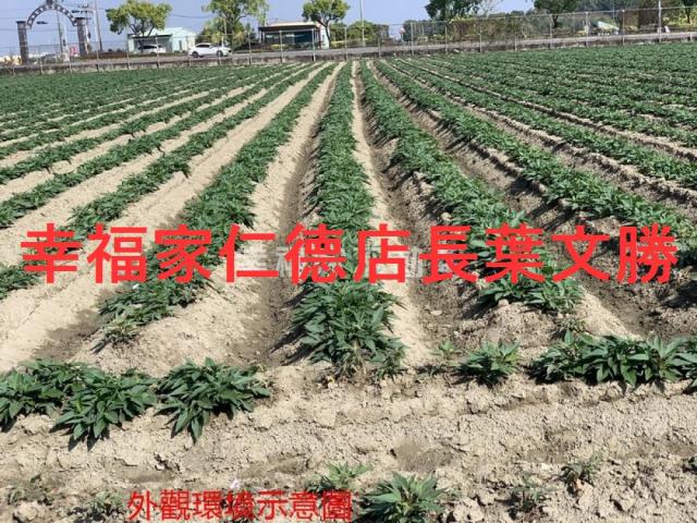 善化農地-14